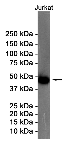 ENO1 Rabbit mAb