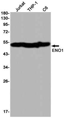 ENO1 Rabbit mAb