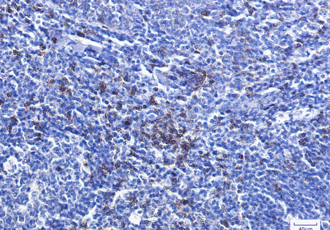 CD8 alpha Rabbit mAb