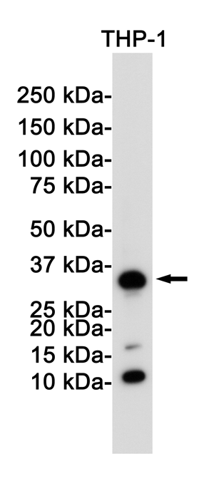 CD8 alpha Rabbit mAb