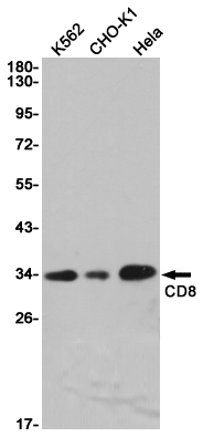 CD8 alpha Rabbit mAb