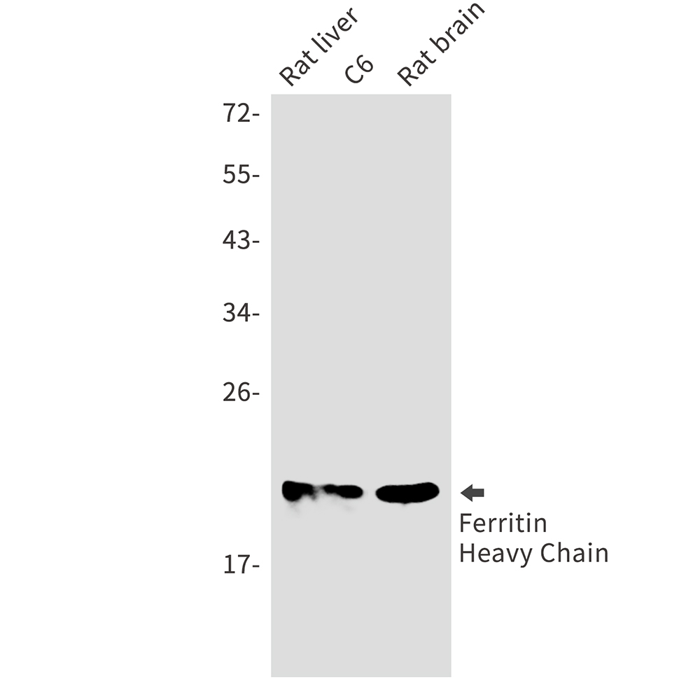 Ferritin Heavy Chain Rabbit mAb