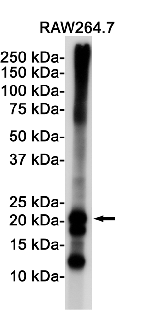 Ferritin Heavy Chain Rabbit mAb