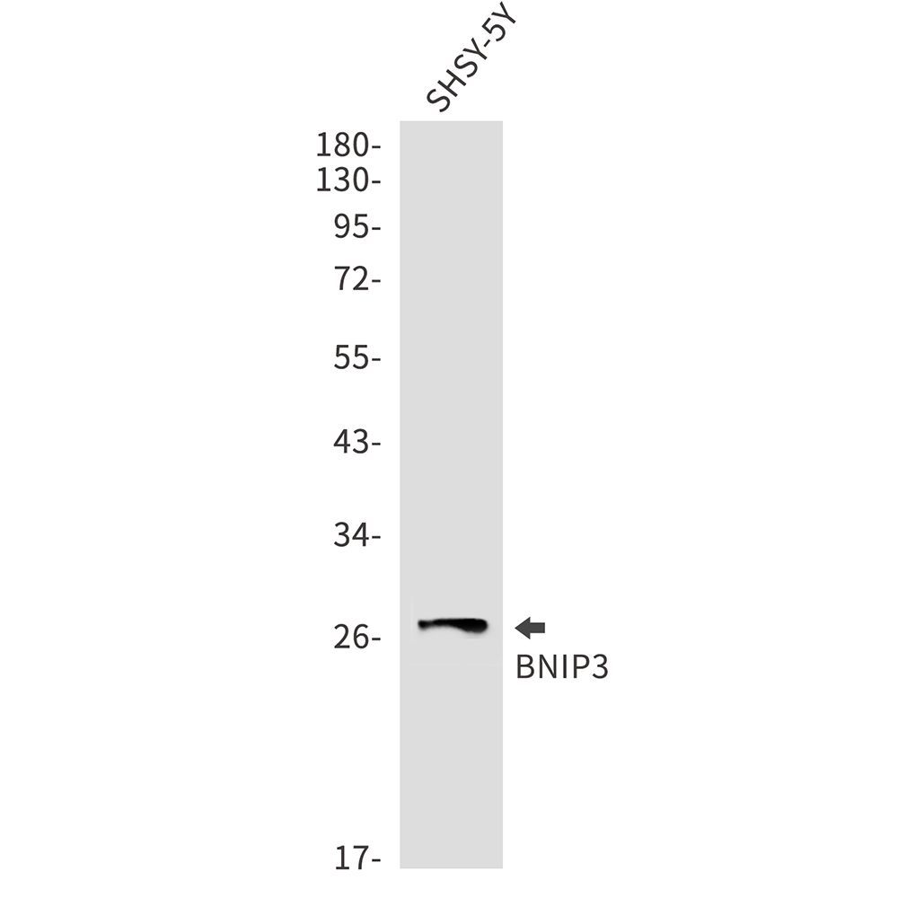 BNIP3 Rabbit mAb