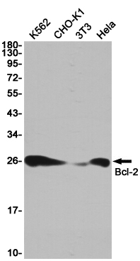 Bcl2 Rabbit mAb