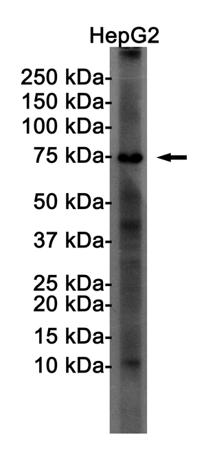 FOXO1 Rabbit mAb