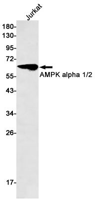 AMPK alpha Rabbit mAb