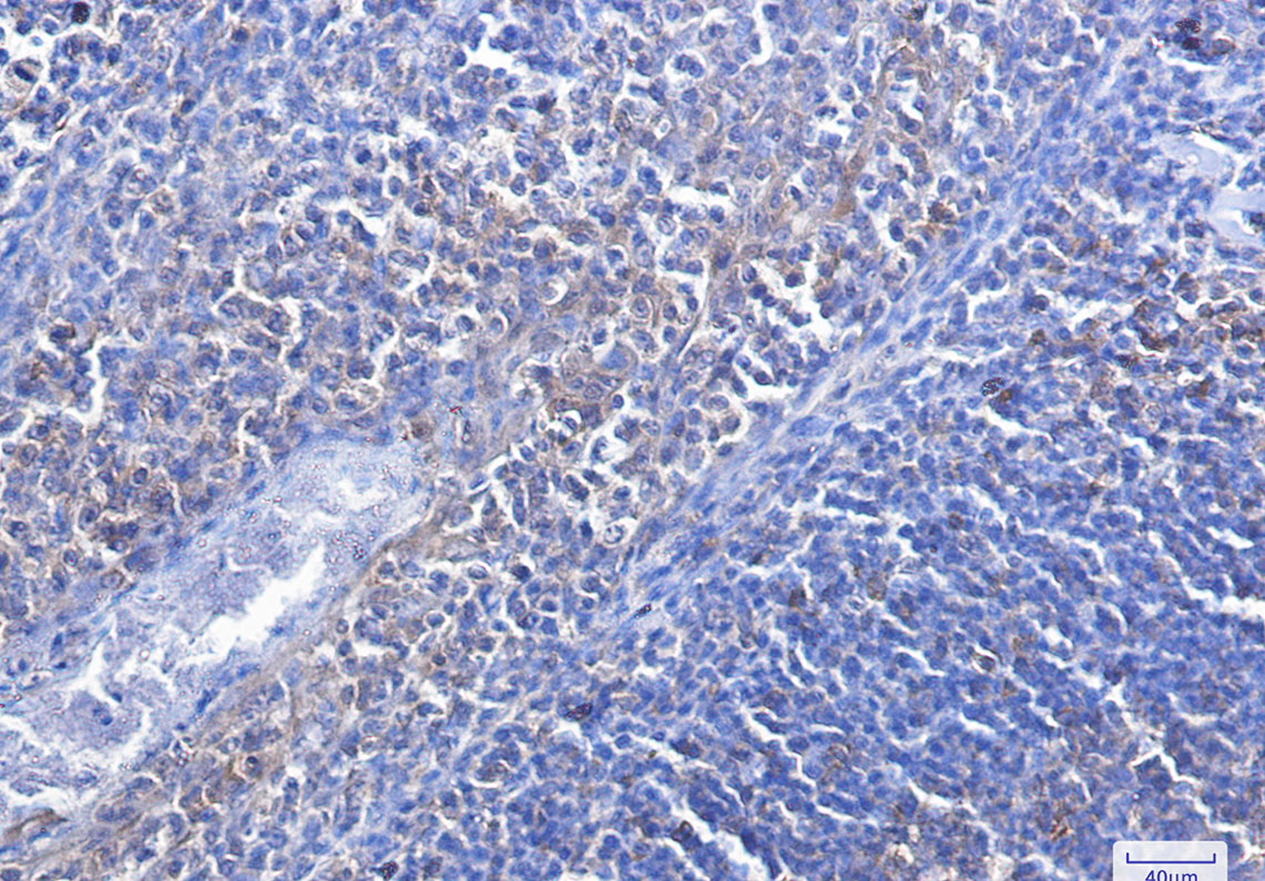 Caspase 3 Rabbit mAb