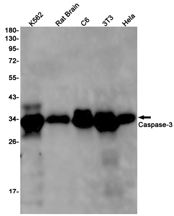 Caspase 3 Rabbit mAb