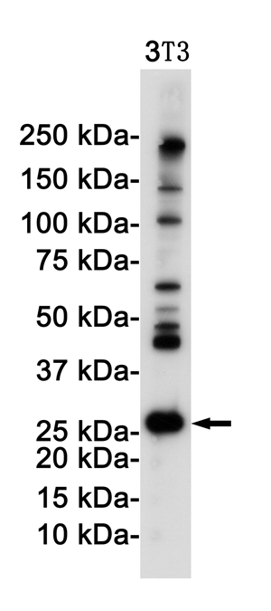 DDIT3 Rabbit mAb