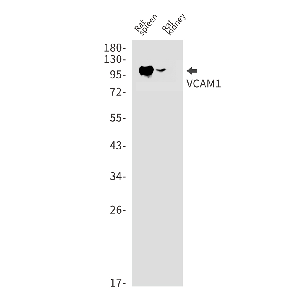 VCAM1 Rabbit mAb