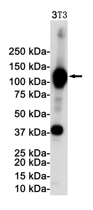 VCAM1 Rabbit mAb