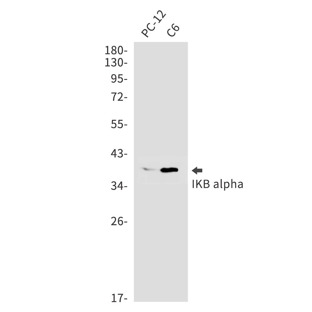 IKB alpha Rabbit mAb