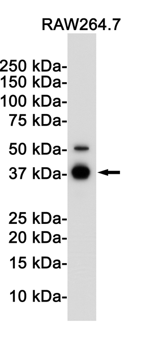 IKB alpha Rabbit mAb