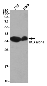 IKB alpha Rabbit mAb