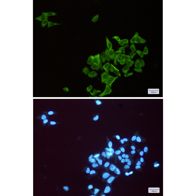 ENO1 Rabbit mAb