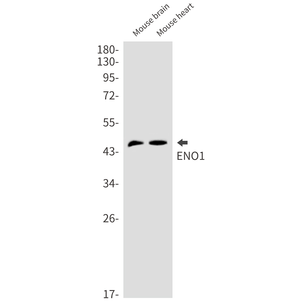 ENO1 Rabbit mAb