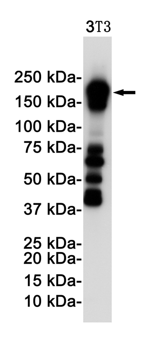 PDGFR beta Rabbit mAb