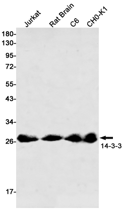 14-3-3 Rabbit mAb