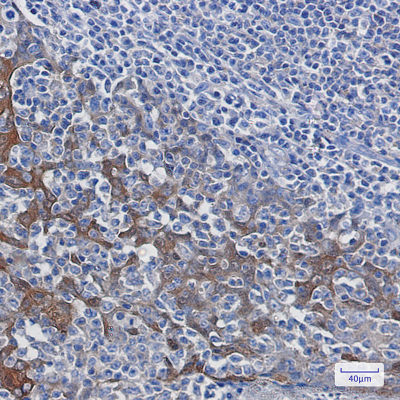 14-3-3 Rabbit mAb