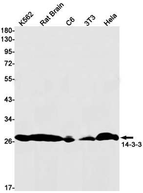 14-3-3 Rabbit mAb