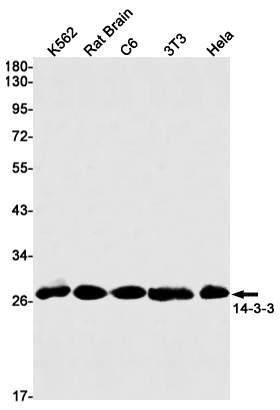 14-3-3 Rabbit mAb