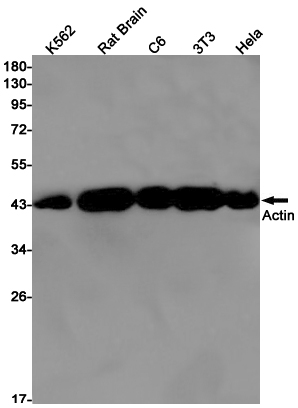 alpha Skeletal Muscle Actin Rabbit mAb