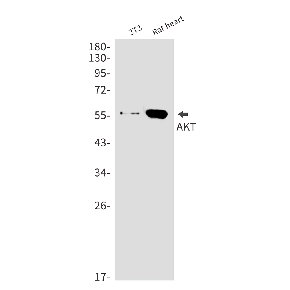 AKT Rabbit mAb