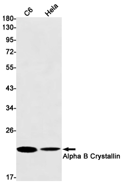 alpha B Crystallin Rabbit mAb