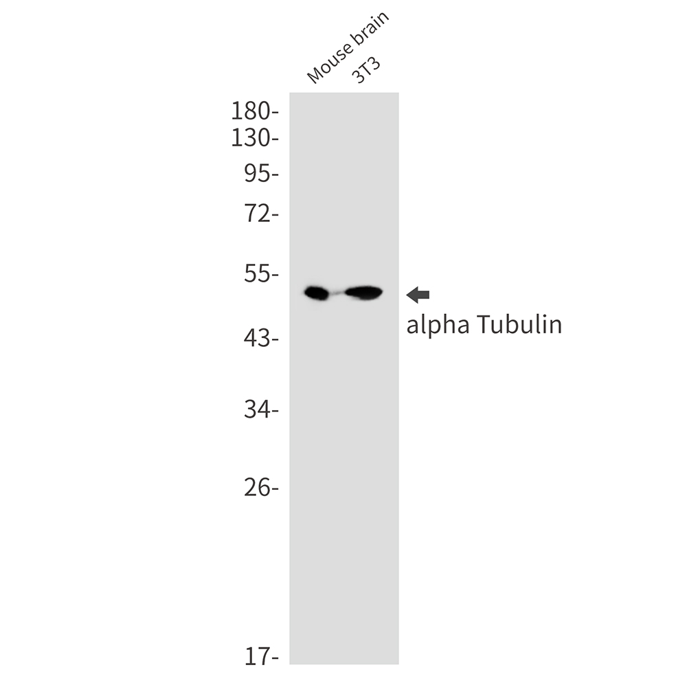 alpha Tubulin Rabbit mAb