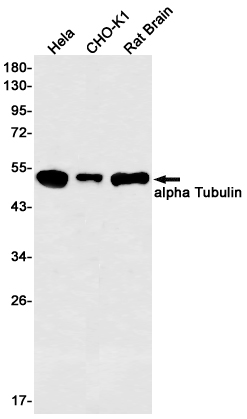 alpha Tubulin Rabbit mAb