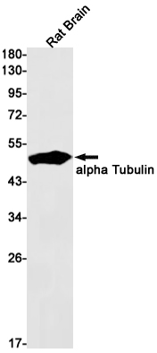 alpha Tubulin Rabbit mAb