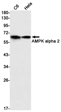 AMPK alpha 2 Rabbit mAb