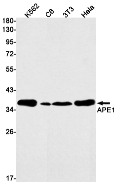 APE1 Rabbit mAb