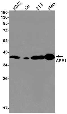 APE1 Rabbit mAb