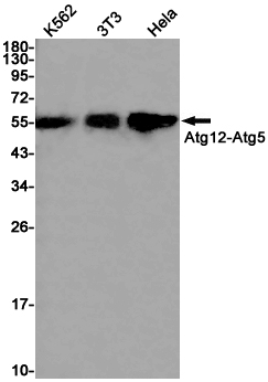 ATG12 Rabbit mAb