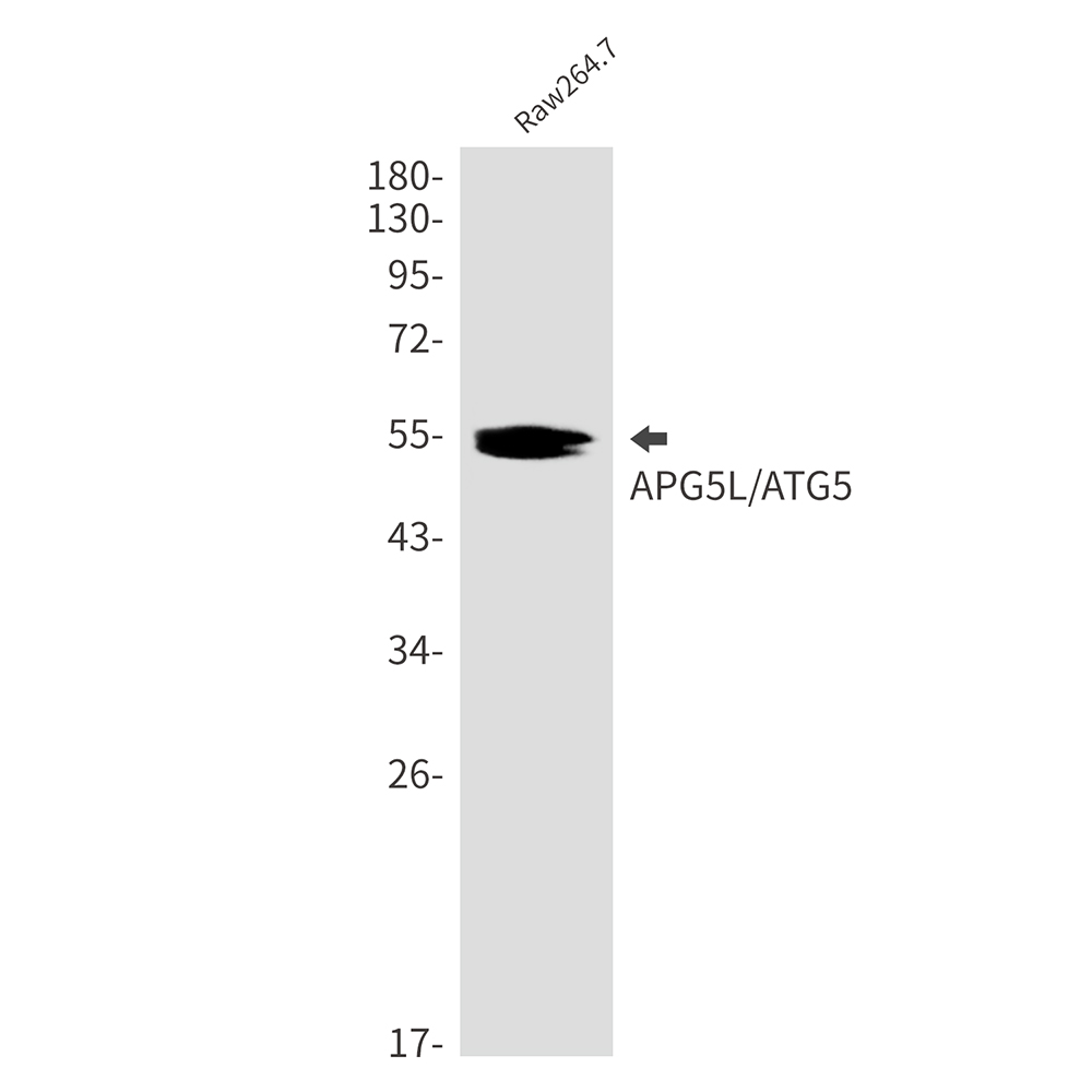 APG5L Rabbit mAb