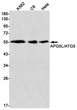 APG5L Rabbit mAb