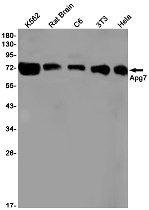 ATG7 Rabbit mAb