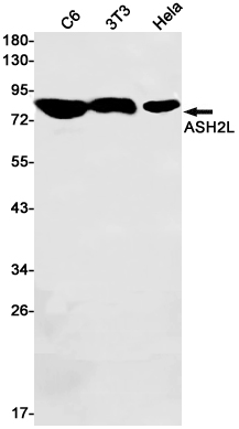 ASH2L Rabbit mAb