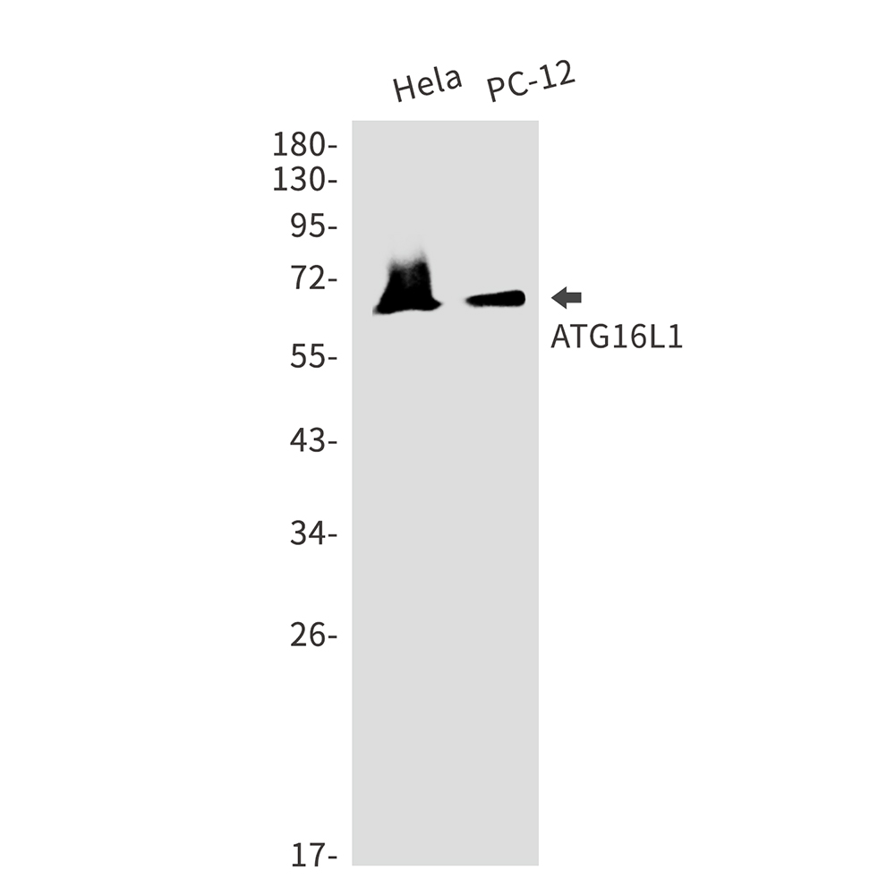 ATG16L1 Rabbit mAb