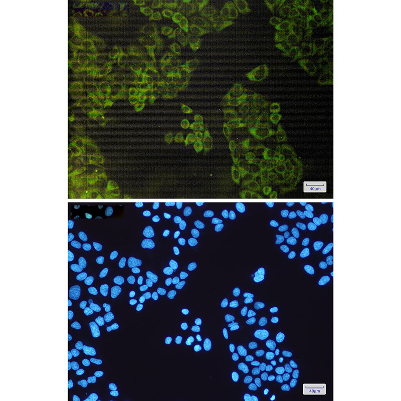 ATG3 Rabbit mAb