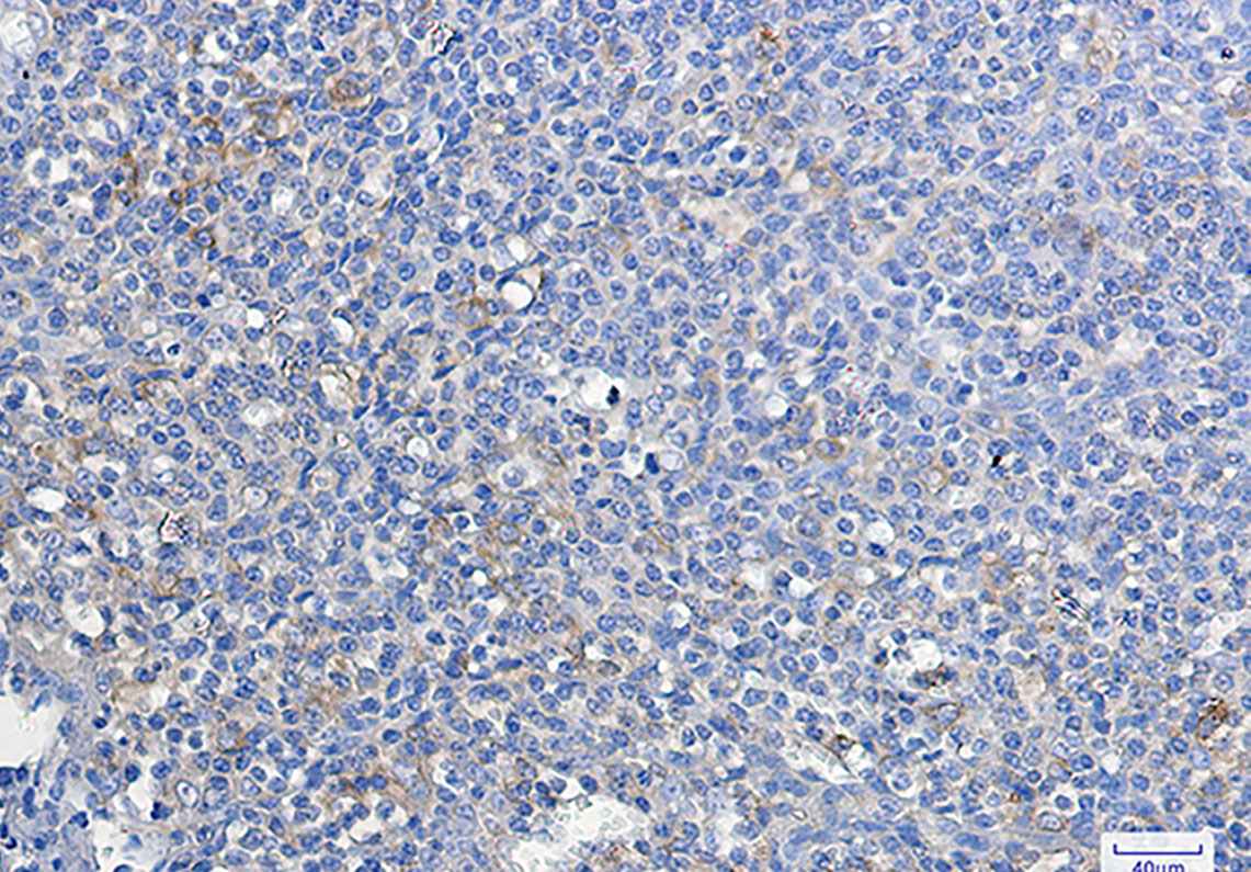 ATG3 Rabbit mAb