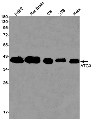 ATG3 Rabbit mAb