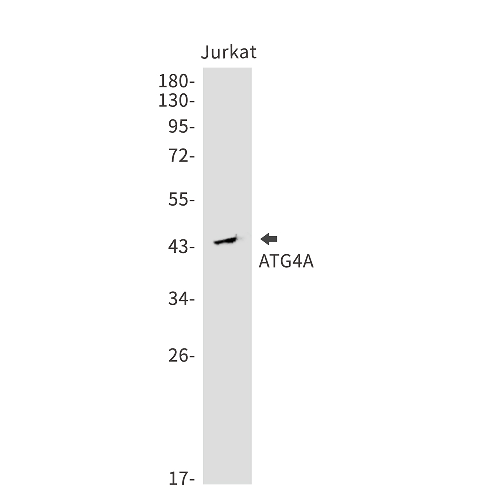 ATG4A Rabbit mAb