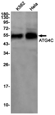 ATG4C Rabbit mAb