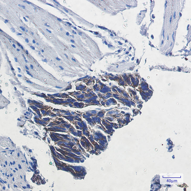 ATP1B1 Rabbit mAb