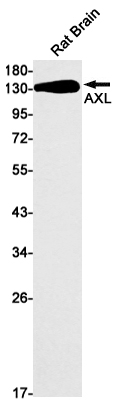 AXL Rabbit mAb