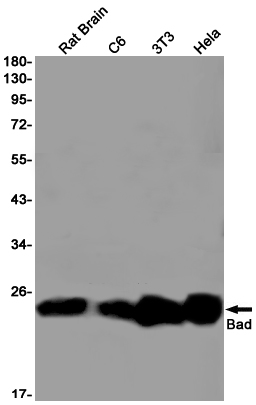 Bad Rabbit mAb