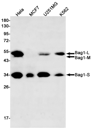 BAG1 Rabbit mAb